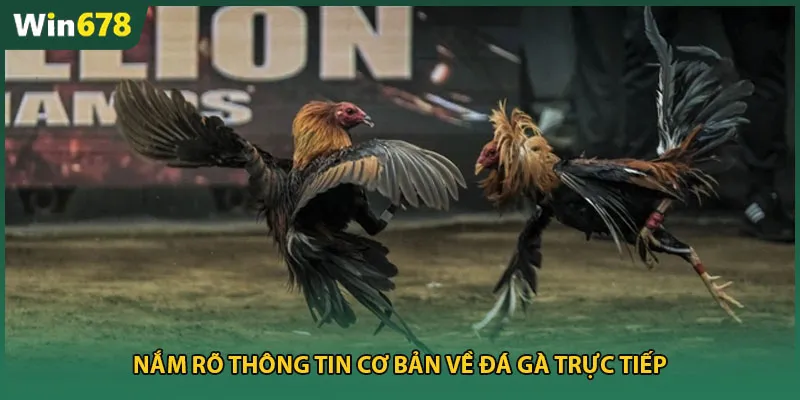 Nắm rõ thông tin cơ bản về đá gà trực tiếp