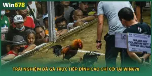 Trải Nghiệm Đá Gà Trực Tiếp Đỉnh Cao Chỉ Có Tại Win678
